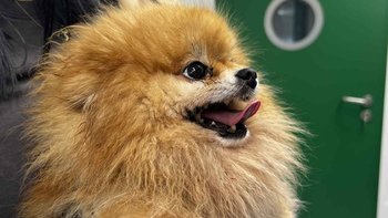 Zbiórka Pomóż Poli - miniaturka zdjęcia