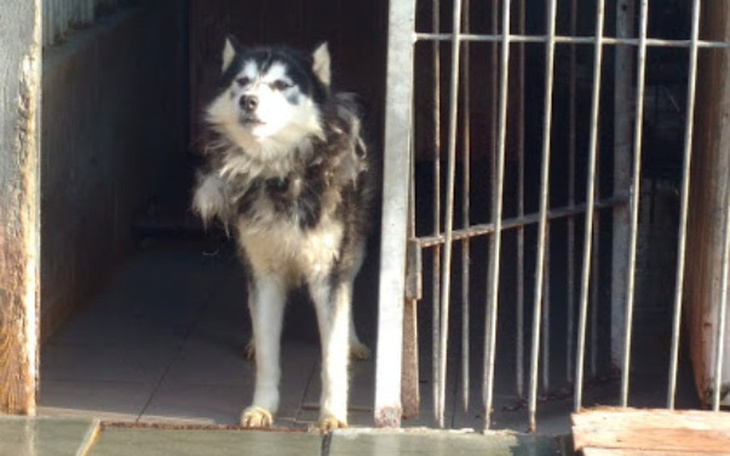 Zbiórka Pomóż schronisku - zdjęcie główne