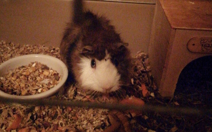 Zbiórka Pomoc dla chorej dejzi - zdjęcie główne