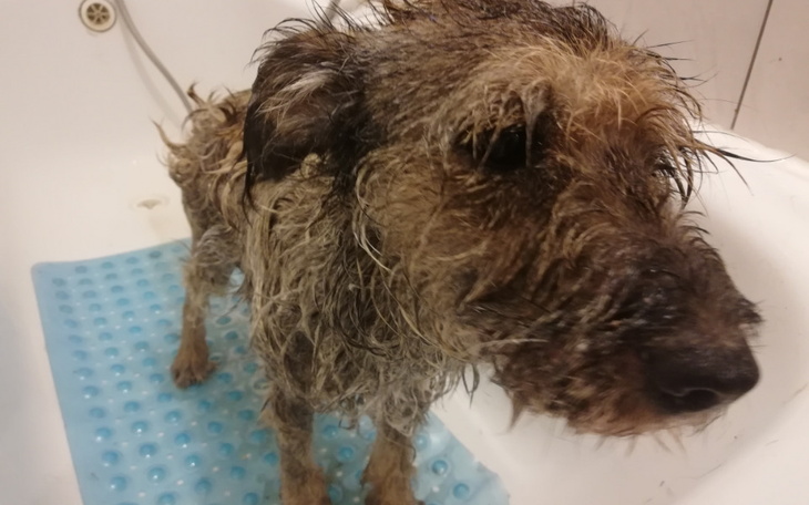 Zbiórka Karma dla Gizma - zdjęcie główne