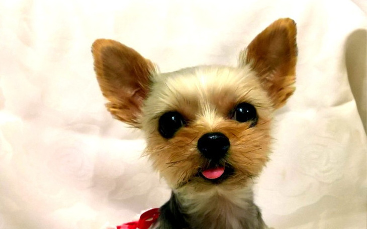 Zbiórka Leczenie Neski - zdjęcie główne