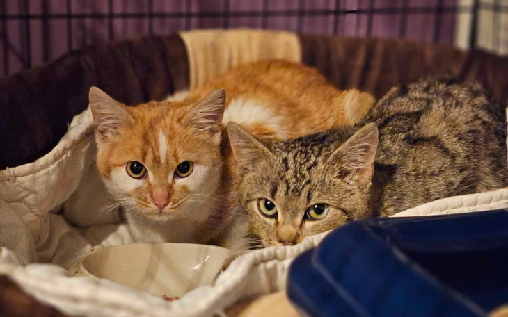 Dwa koty odpoczywające w koszyku, jeden pomarańczowy, drugi szary.