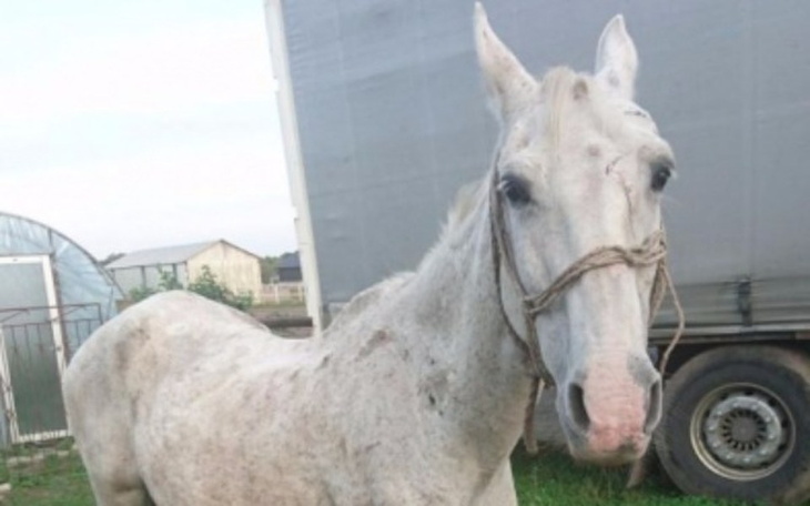 Zbiórka Stara Siwa klacz - zdjęcie główne