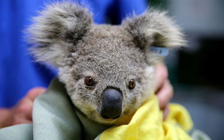 Zbiórka Pomoc dla Koali - Australia - zdjęcie główne