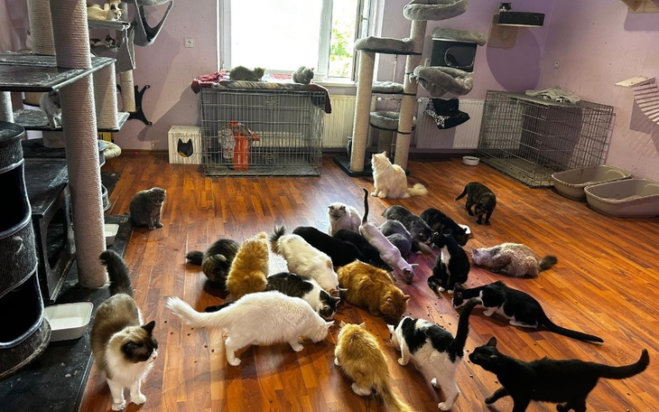 Pomieszczenie z wieloma kotami, bawiącymi się i odpoczywającymi.