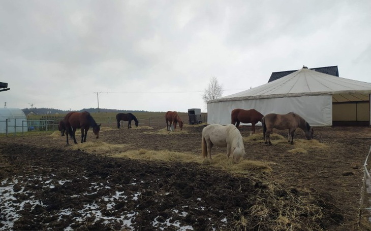 Zbiórka Wesprzyjmy Stajnię za Stawem - zdjęcie główne