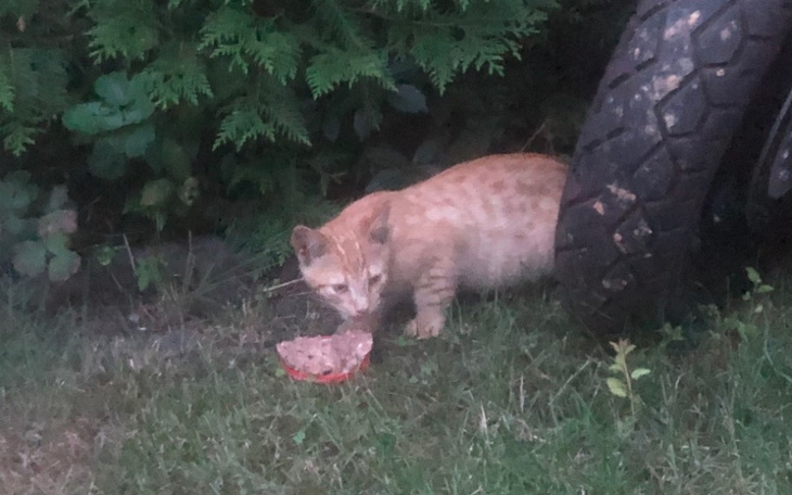 Zbiórka Na jedzonko dla dzikusków - zdjęcie główne