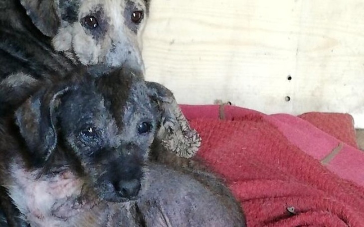 Zbiórka Pilna pomoc dla psiakow - zdjęcie główne