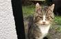 Zbiórka Na leczenie kota z działek - miniaturka zdjęcia