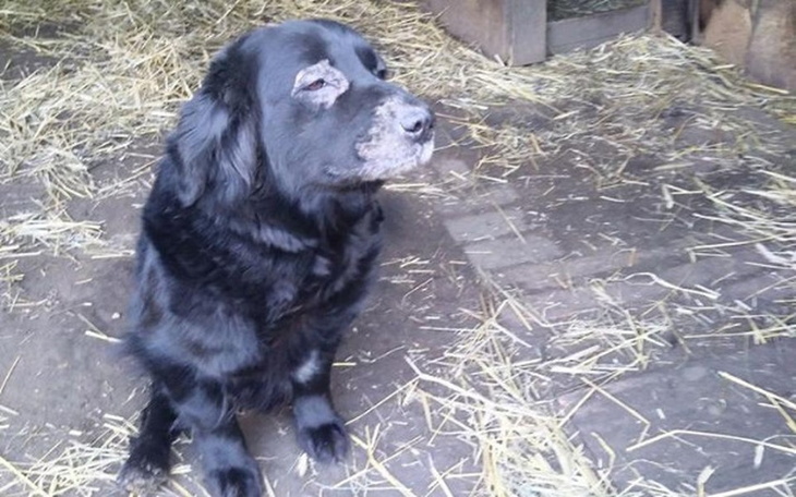Zbiórka Zbiórka na transport chorej Tosi - zdjęcie główne