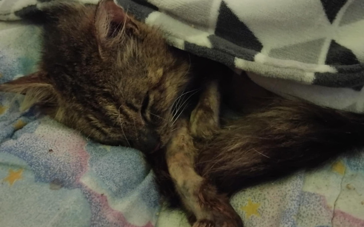 Śpiący kot, owinięty w koc, w spokojnej pozycji.