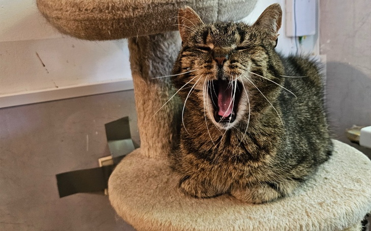 Zbiórka Drapak dla Jonasza i Aurory - zdjęcie główne