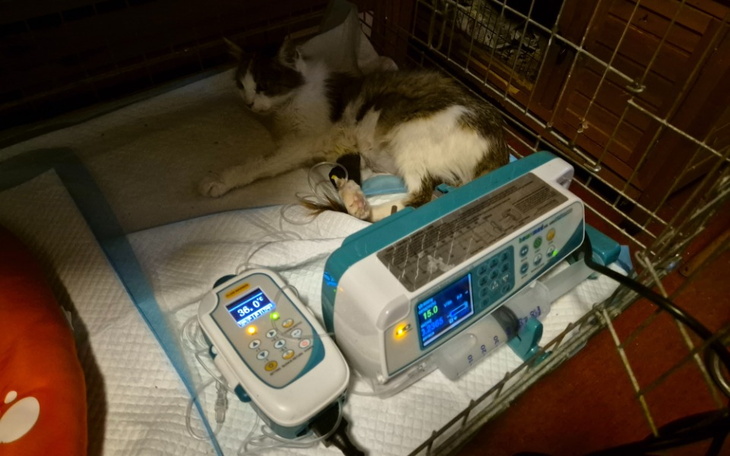 Zbiórka Umierająca starsza kotka z rowu - zdjęcie główne