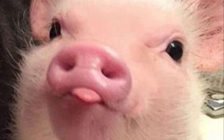 Zbiórka Na odnowienie Penelopy - zdjęcie główne