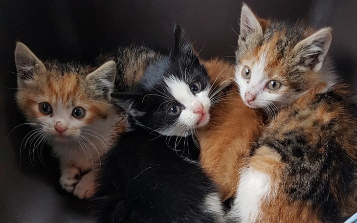 Zbiórka Kociaki z wraku auta - leczenie - zdjęcie główne