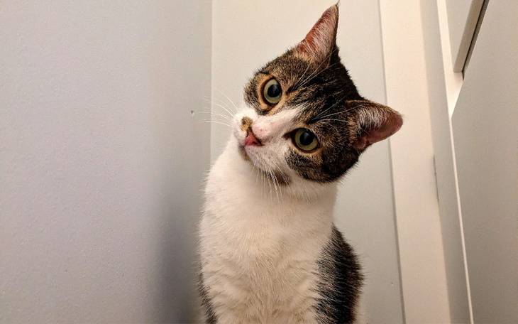 Zbiórka Mały Wielki Kot Walczy o Życie - zdjęcie główne