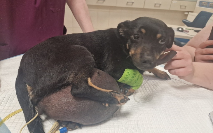 Zbiórka Malutka sunia z wielkim guzem. P - zdjęcie główne