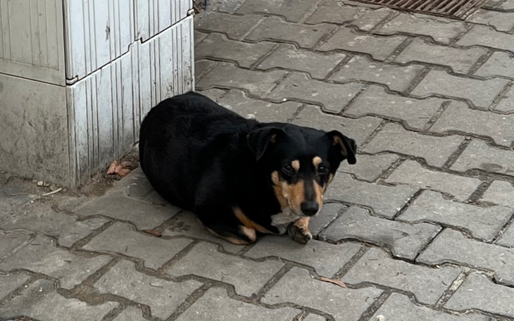 Zbiórka Bezdomny u bramy - zdjęcie główne