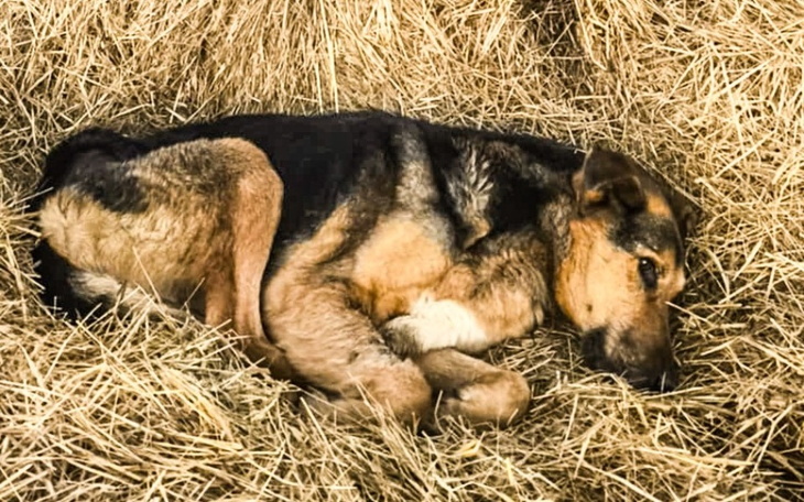 Pies leżący na sianie, wygląda na zmęczonego i zrelaksowanego.