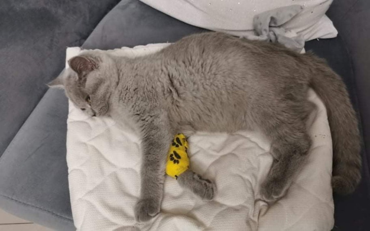 Zbiórka Ratujmy małego kociaka Bubu - zdjęcie główne