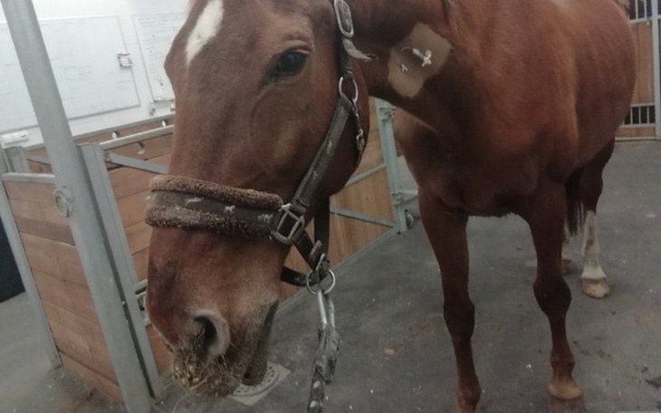 Zbiórka Chora Rosa potrzebuje pomocy. - zdjęcie główne