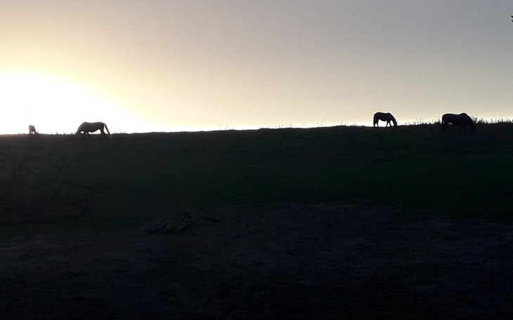 Cienie koni na tle zachodzącego słońca.