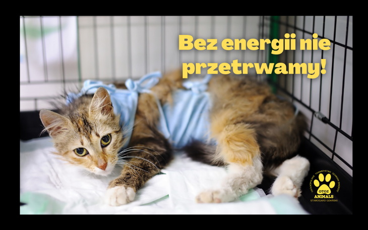 Zbiórka Bez energii nie przetrwamy - zdjęcie główne