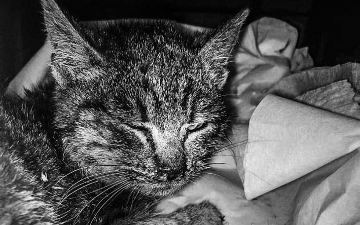 Zbiórka Ostatnia walka Gwiazdki - zdjęcie główne