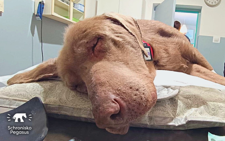 Zbiórka Leczenie zwierząt Pegasusa - zdjęcie główne