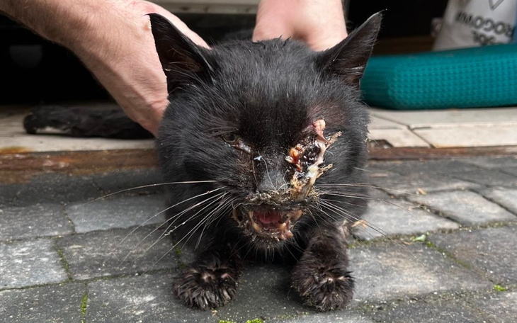 Zbiórka Gnijące rany, ból i strach... - zdjęcie główne