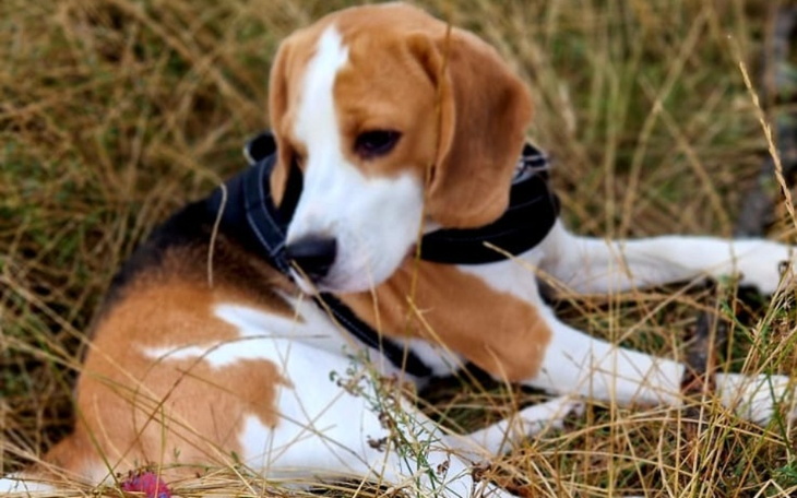 Zbiórka Operacja Lucky - zdjęcie główne