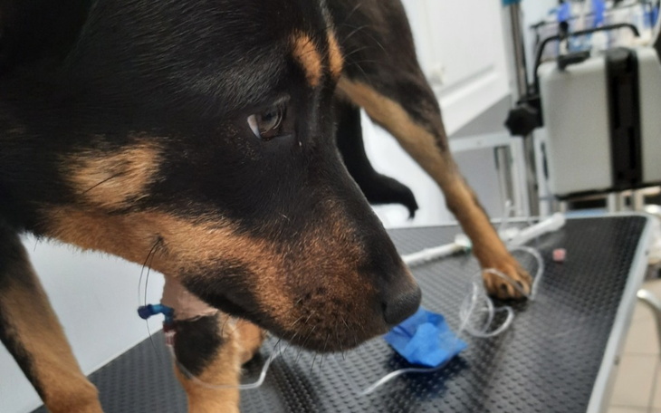 Zbiórka Leczenie małej Hauki - zdjęcie główne