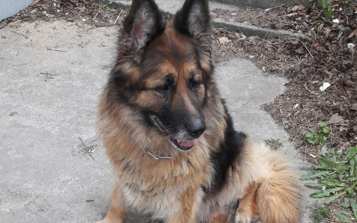 Zbiórka Ratowanie Diany - zdjęcie główne