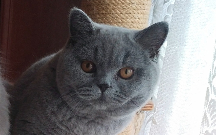 Zbiórka Oreo kochany kocurek - zdjęcie główne