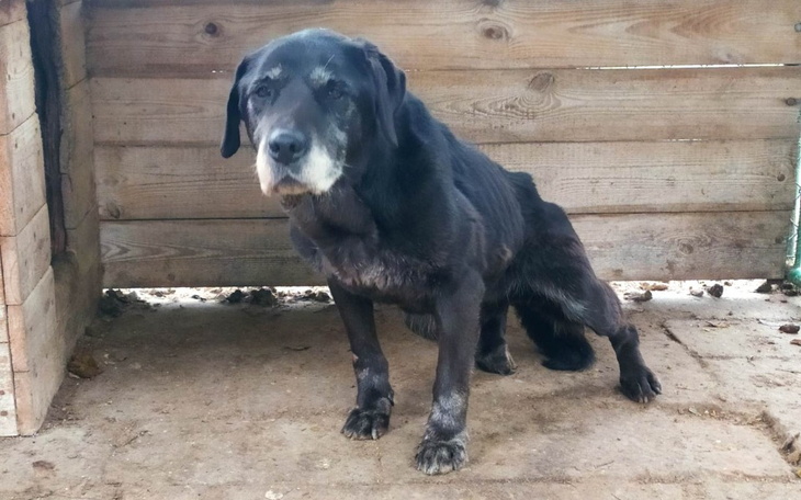 Zbiórka Aby Lora miała dobrą starość - zdjęcie główne