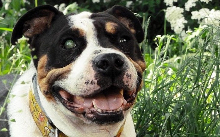 Zbiórka Na karmę dla Szermana - zdjęcie główne