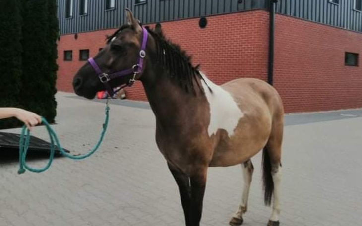 Zbiórka Leczenie Przyjaciela Jockera - zdjęcie główne