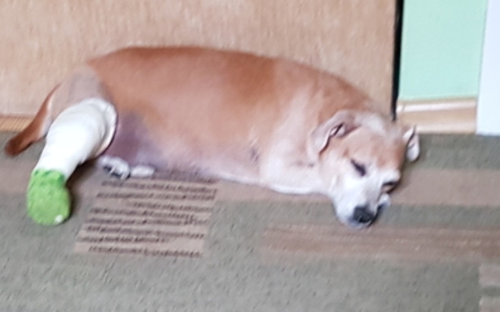 Zbiórka na operacje lapki - zdjęcie główne