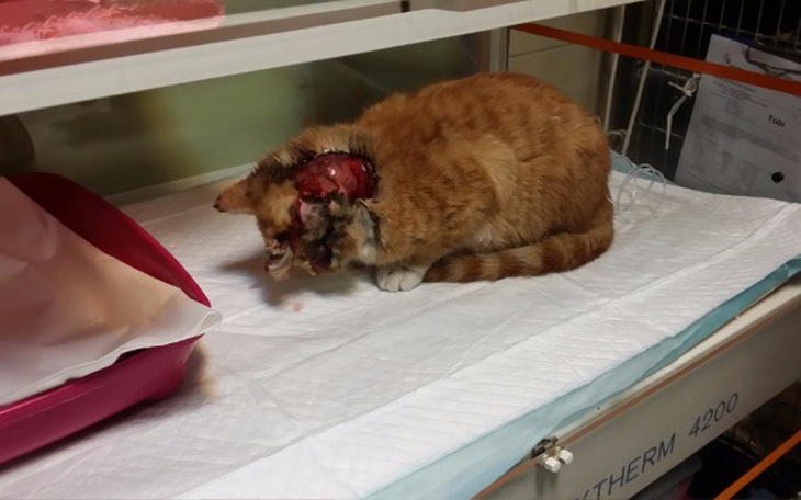 Zbiórka Oskalpowana koteczka z parkingu. - zdjęcie główne