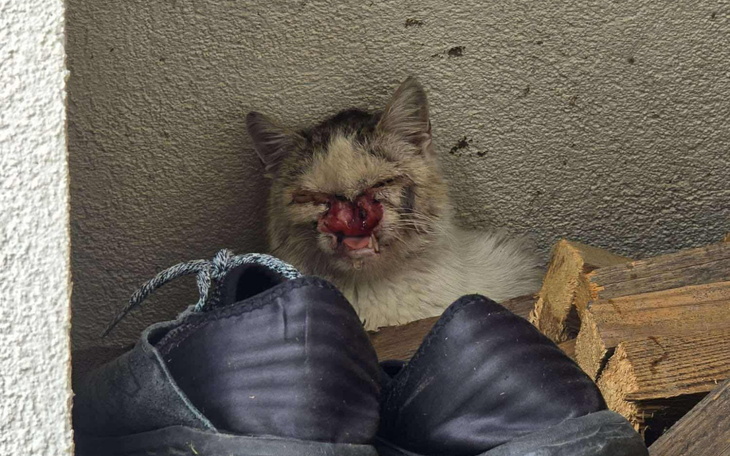 Kot odpoczywający w schowku, z widocznymi butami obok.