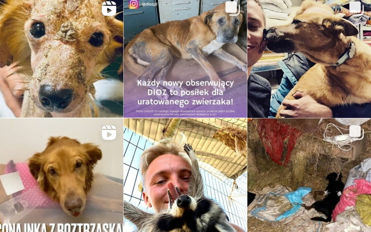 Zbiórka Pomoc zwierzakom DIOZ - zdjęcie główne