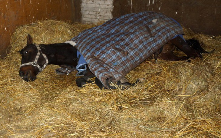 Zbiórka Bo nie chciała biegać... - zdjęcie główne