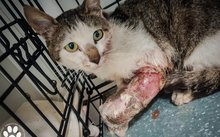 Zbiórka Uratujmy Alka - zdjęcie główne