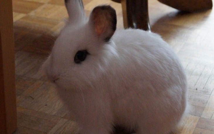 Zbiórka Leczenie kochanego ale zaniedban - zdjęcie główne