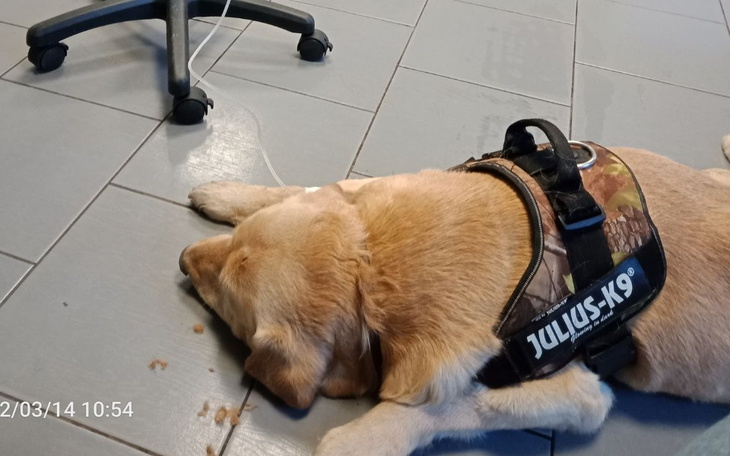 Zbiórka Na pomoc dla chorego Misia - zdjęcie główne