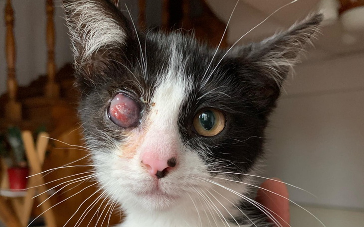 Zbiórka Leczenie Lili - zdjęcie główne