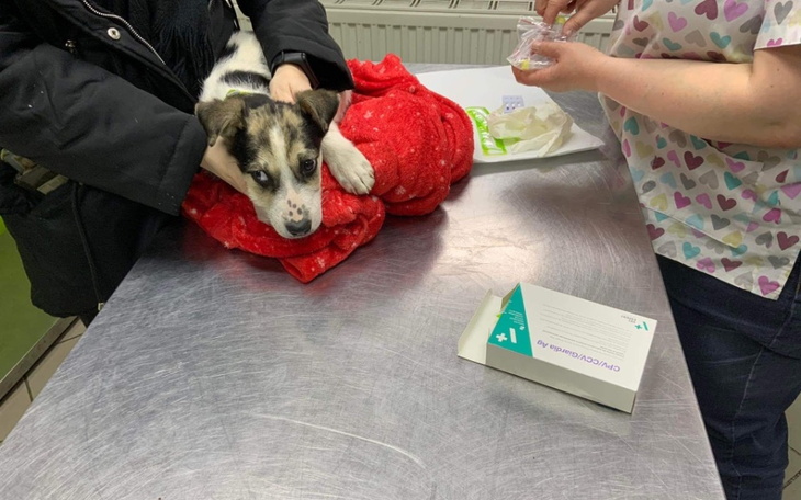 Zbiórka Diagnostyke psiej sieroty - zdjęcie główne