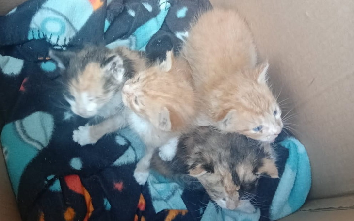 Cztery małe kocięta w kartonie, przytulone do siebie.