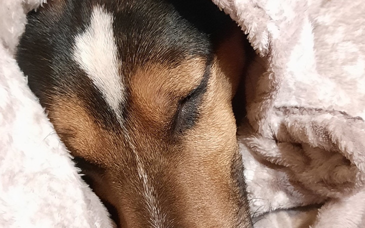 Zbiórka Uratujmy Frania - zdjęcie główne