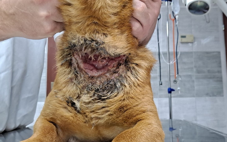 Zbiórka Leczenie Miśka - zdjęcie główne